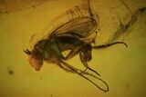 Detailed Fossil Fly (Diptera) In Baltic Amber - Excellent Specimen #73305-1